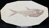 Detailed Diplomystus Fish Fossil From Wyoming #22301-1
